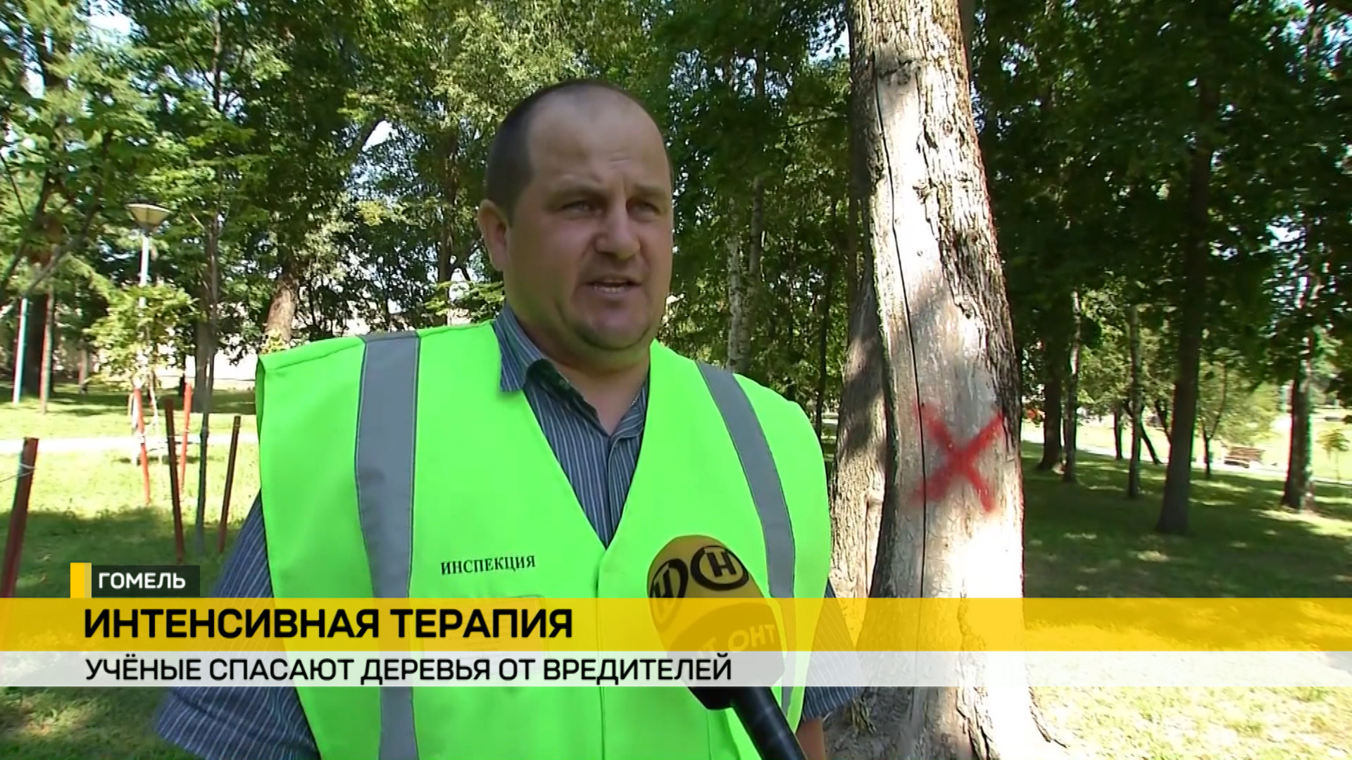 В Гомеле на могучих деревьях появились медицинские капельницы